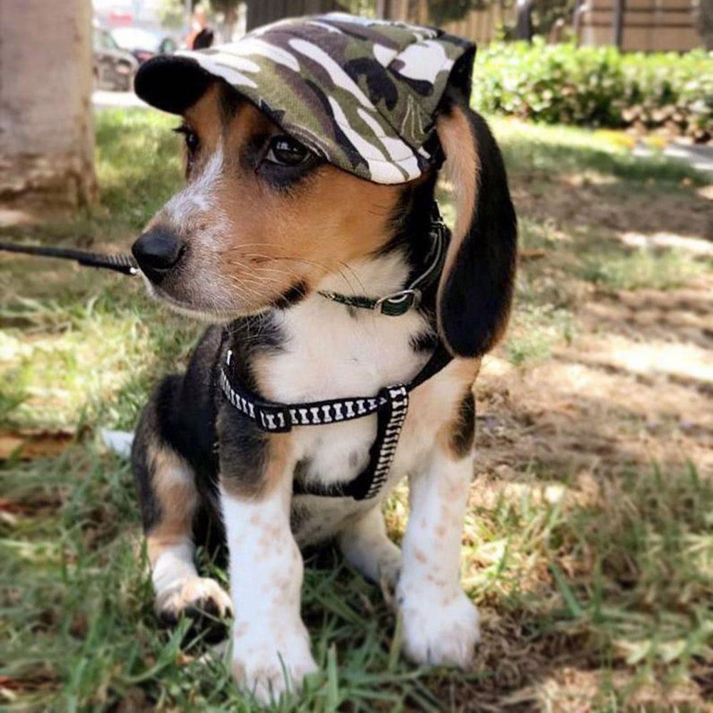 Summer Pet Dog Cute Print Cap Baseball Hat Small Dog Outdoor Hat Baseball Cap Pet Grooming Dog Hat Pets Accessories For Dogs Cats - M 03 - Image 2