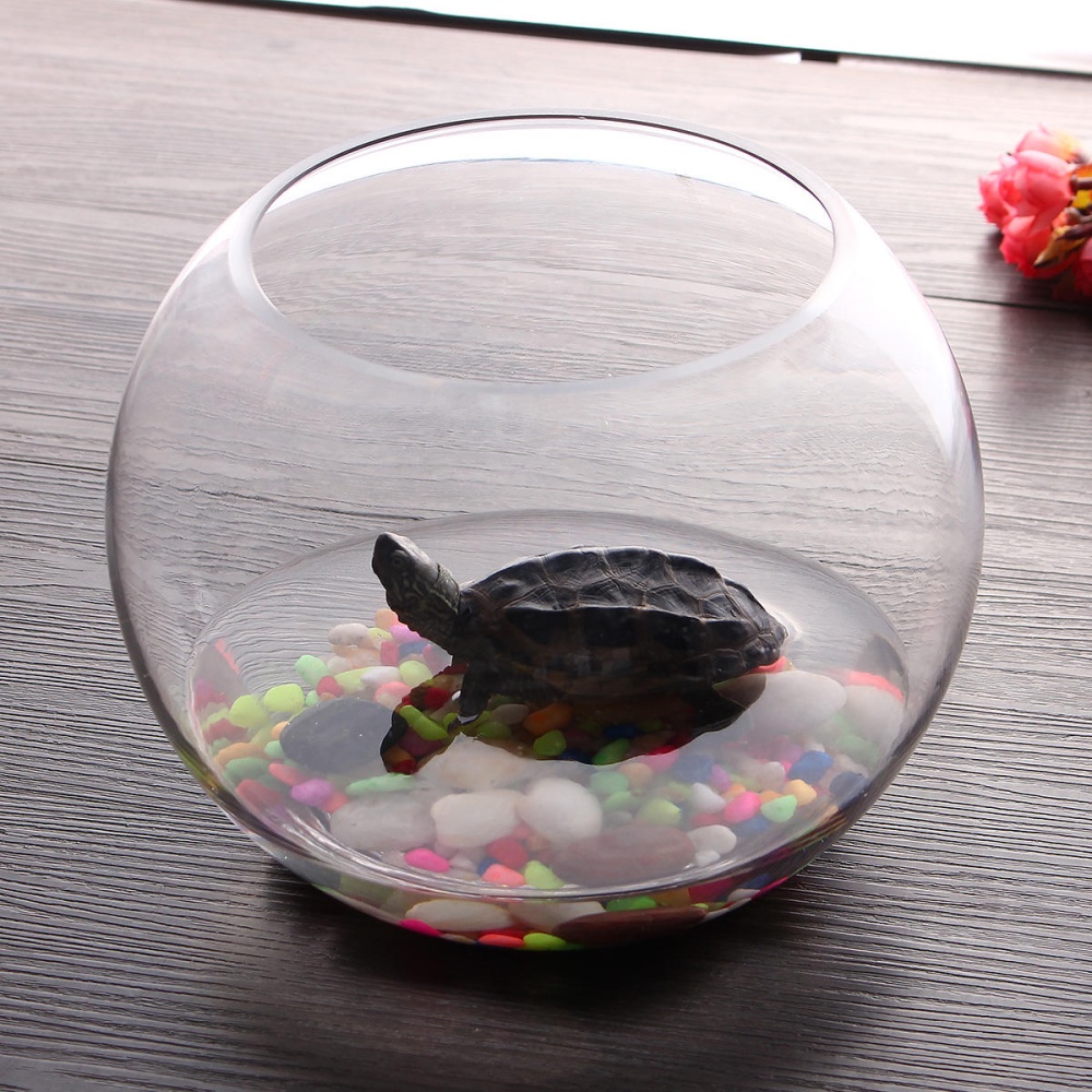 Round Clear Glass Vase Fish Tank Ball Bowl Flower Planter Terrarium Home Decor - 25cm - Image 2