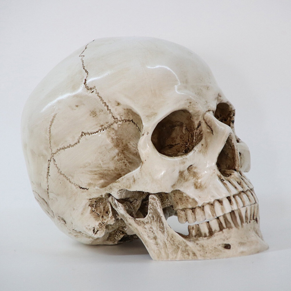 Skeleton Head Decor Skeleton Model Horror Scary Gothic Skull Prop Ornaments  Atmosphere Decoration - Image 2