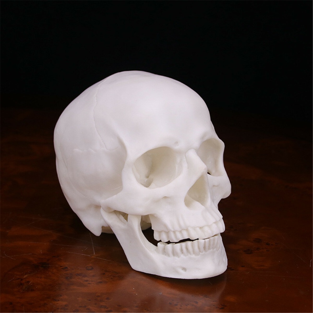 Human Skull Handmade Decoration Goth  Decor Gift Souvenirs Ornament - Image 2