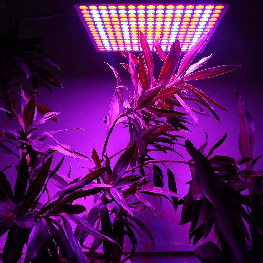 45W 200W Reflector Cup Full Spectrum Led Grow Lights For Grow Tent Box Indoor Greenhouse - Image 2