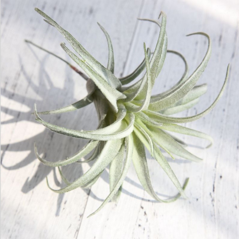 Artificial Pineapple Grass Air Plants Fake Flowers as Home Wall Decoration - Image 3