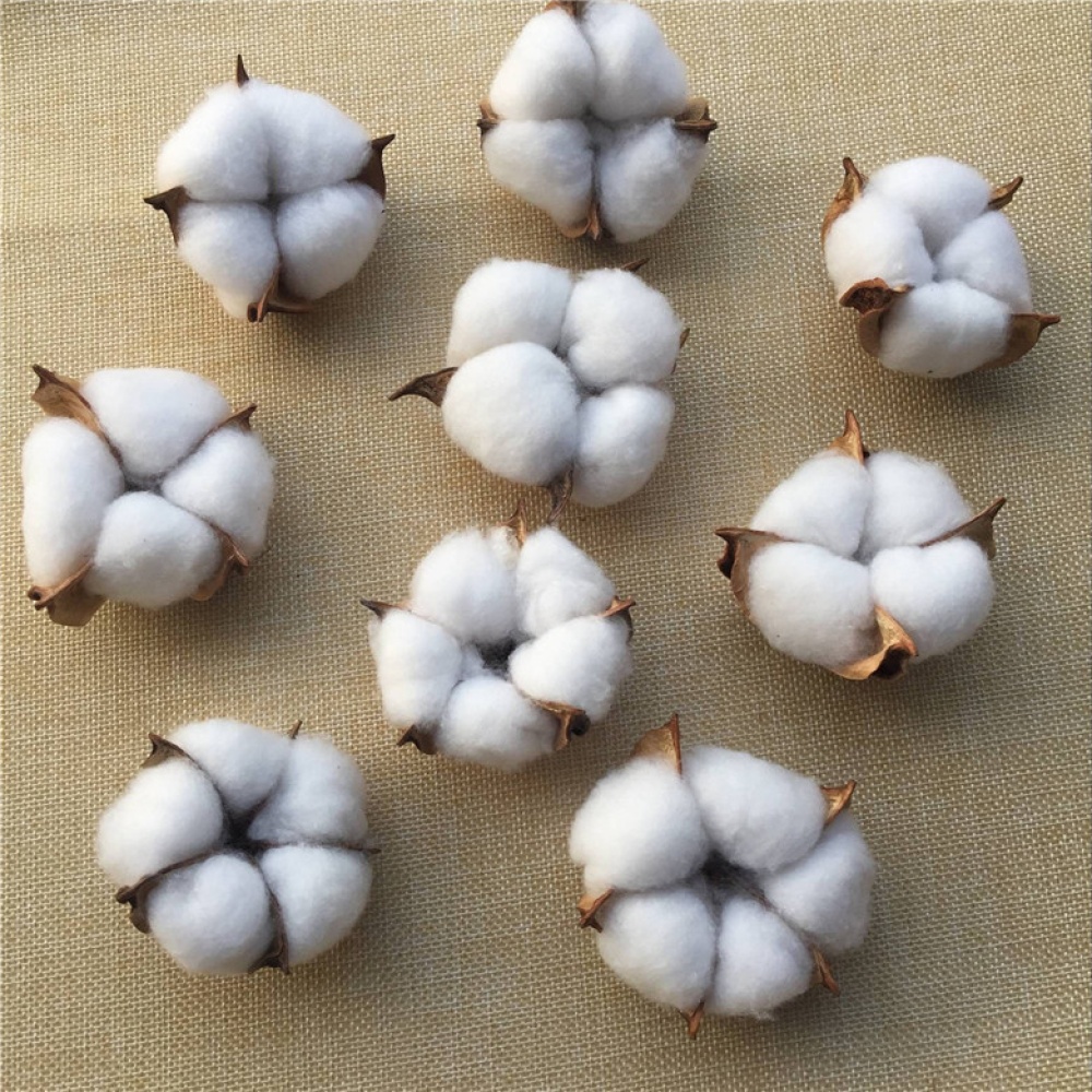 25Pcs/Set Natural Cotton Balls Dired Flower Wedding Party Christmas Home Diy Decoration white - Image 2