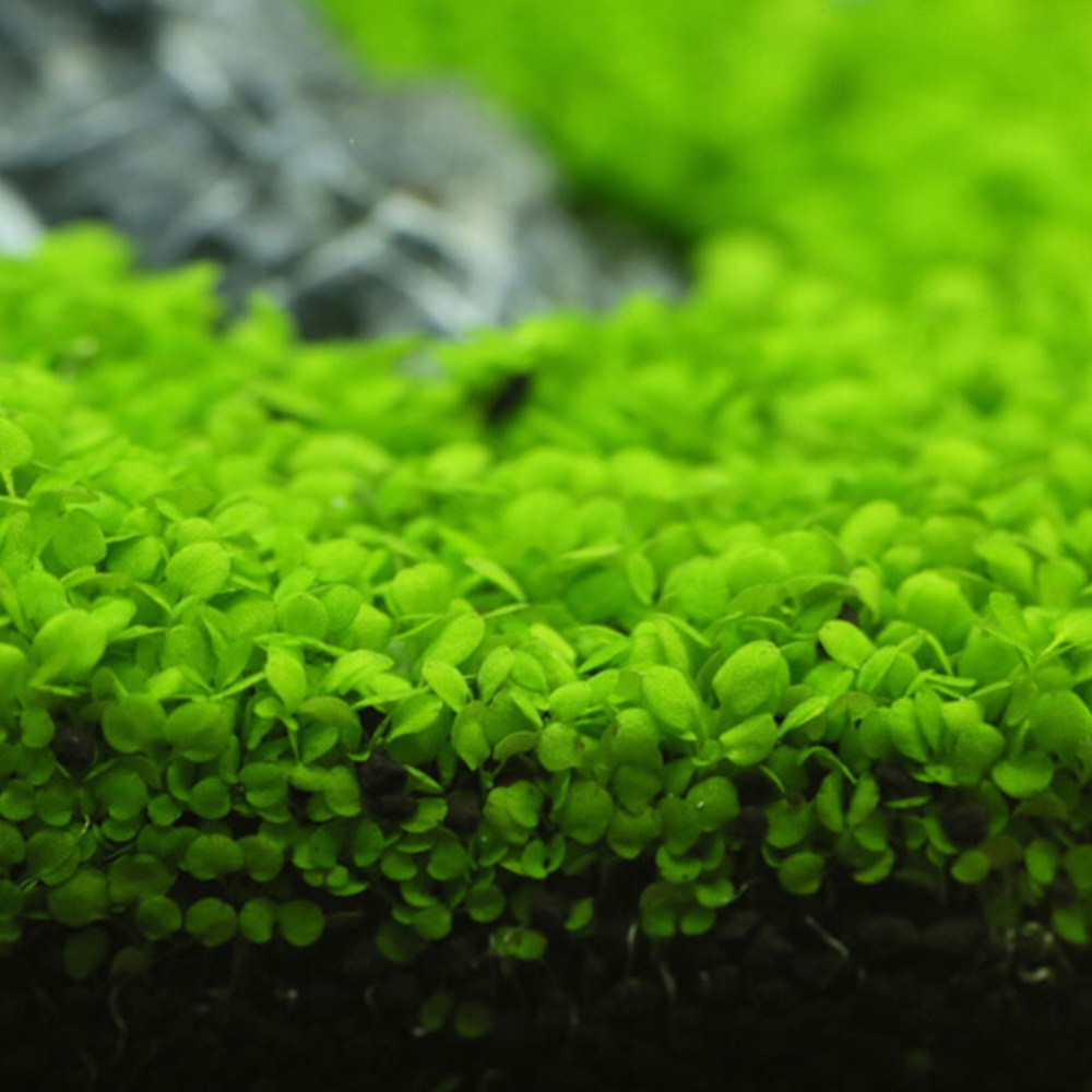 Aquatic Plant Seed for Fish Bowl Aquarium Landscape Decoration Large leaves